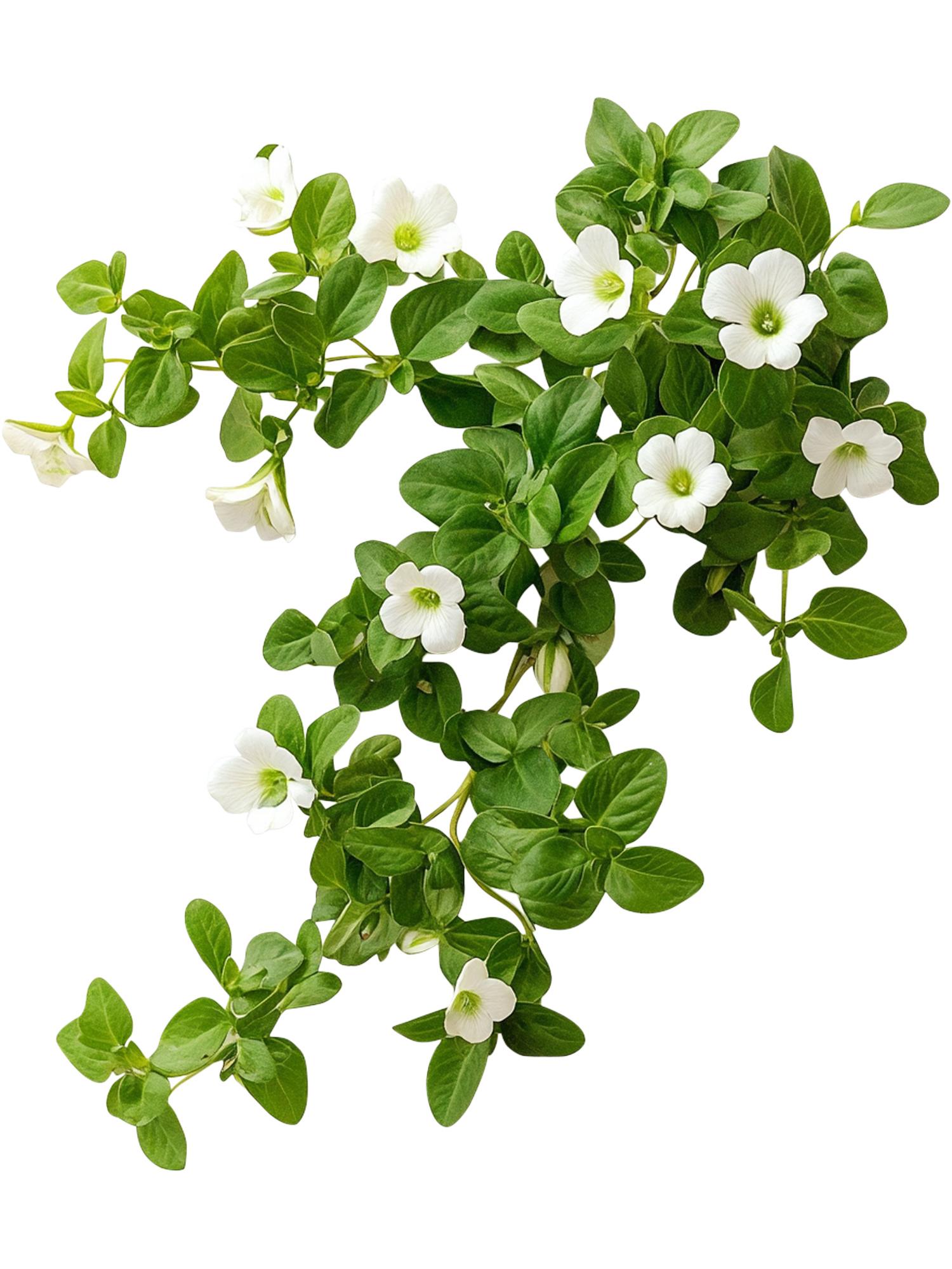Bacopa Monnieri