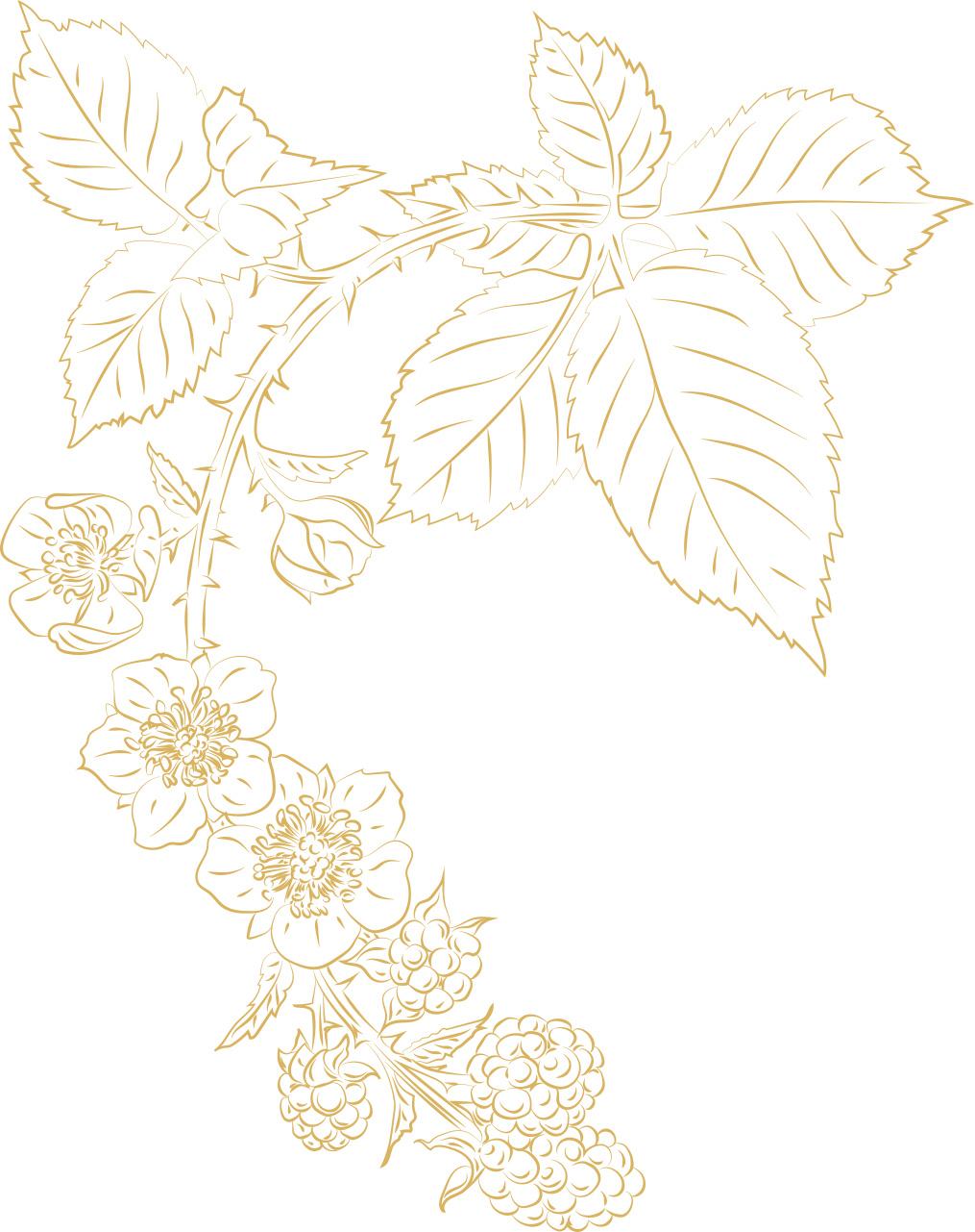 Vector Illustration of Raspberry