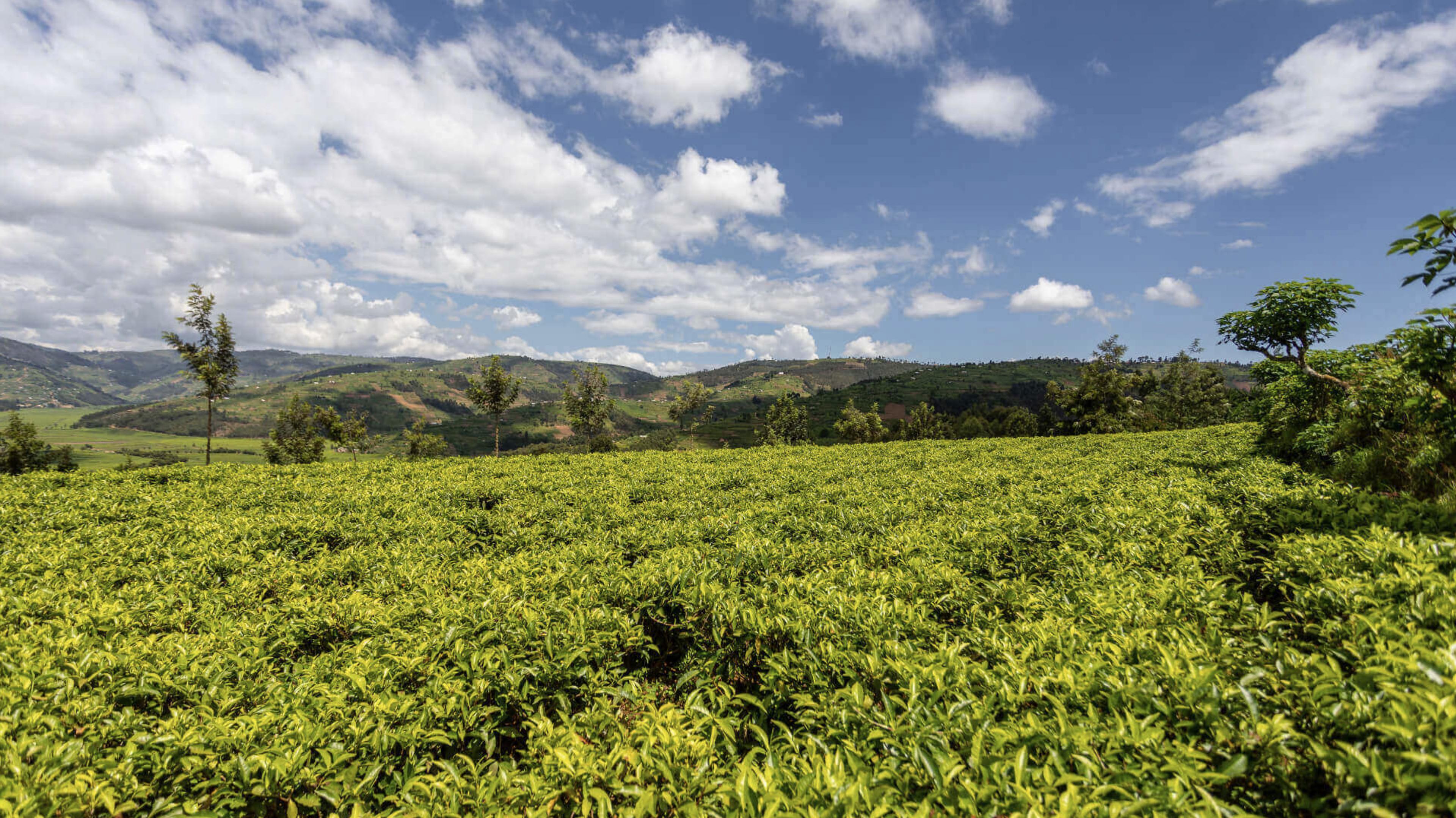 An agricultural crop growing plants used in tea