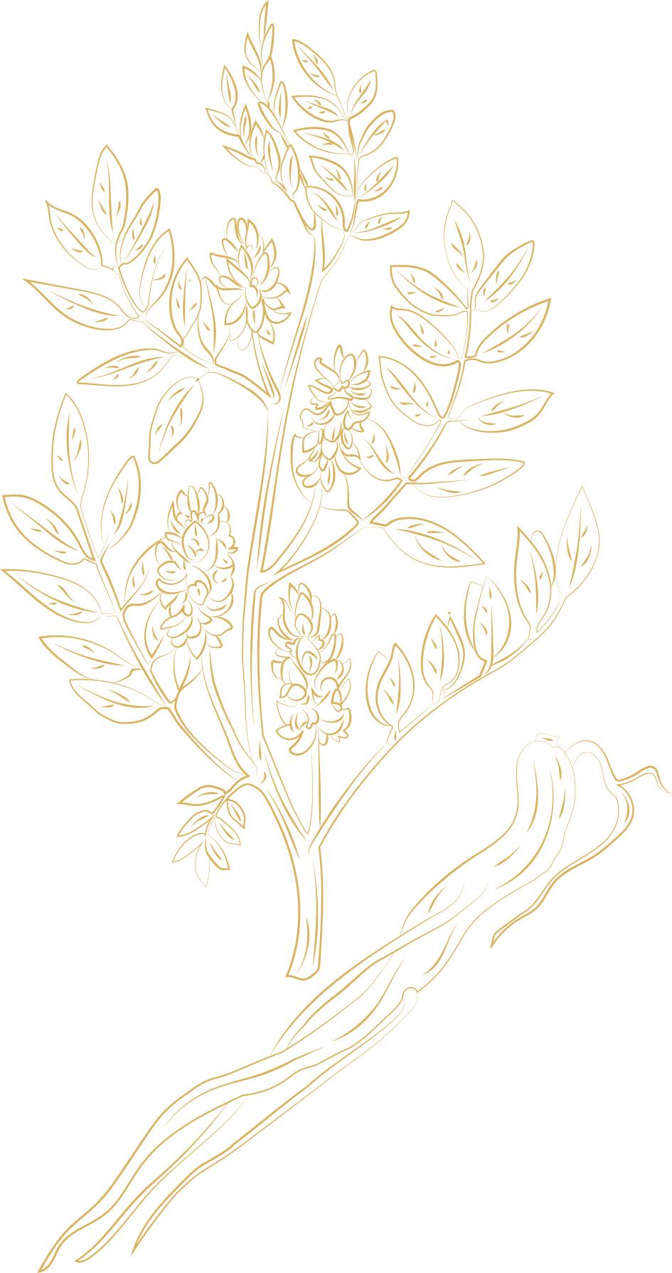 Vector Illustration of Licorice
