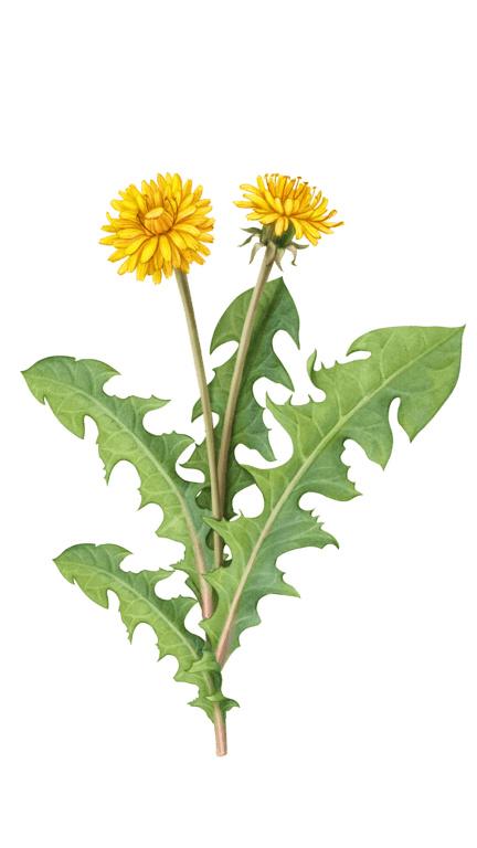 Illustration of Dandelion