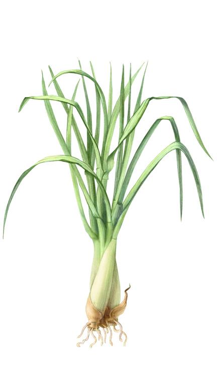 Illustration of Lemon Grass