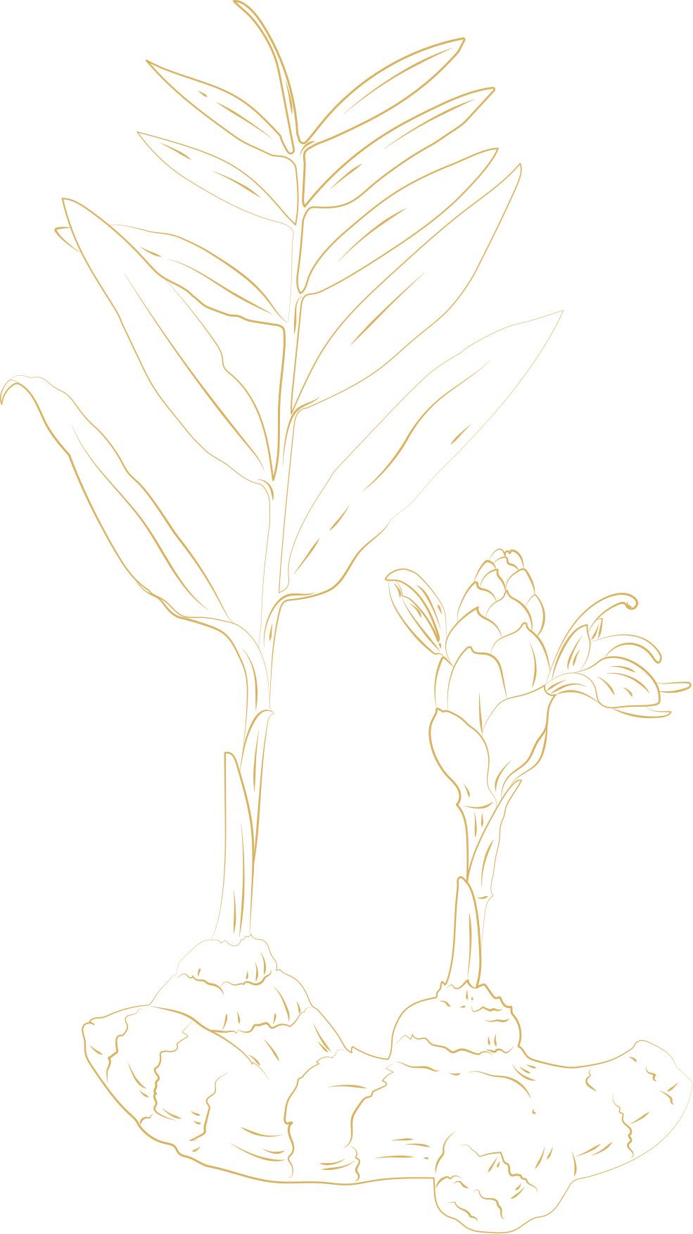 Vector Illustration of Ginger