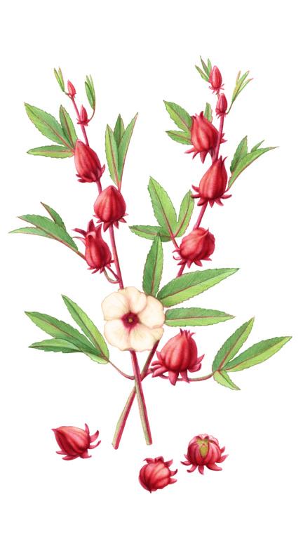 Illustration of Red Hibiscus