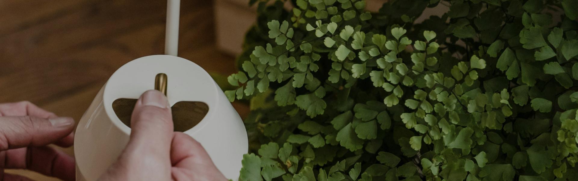 Watering houseplants