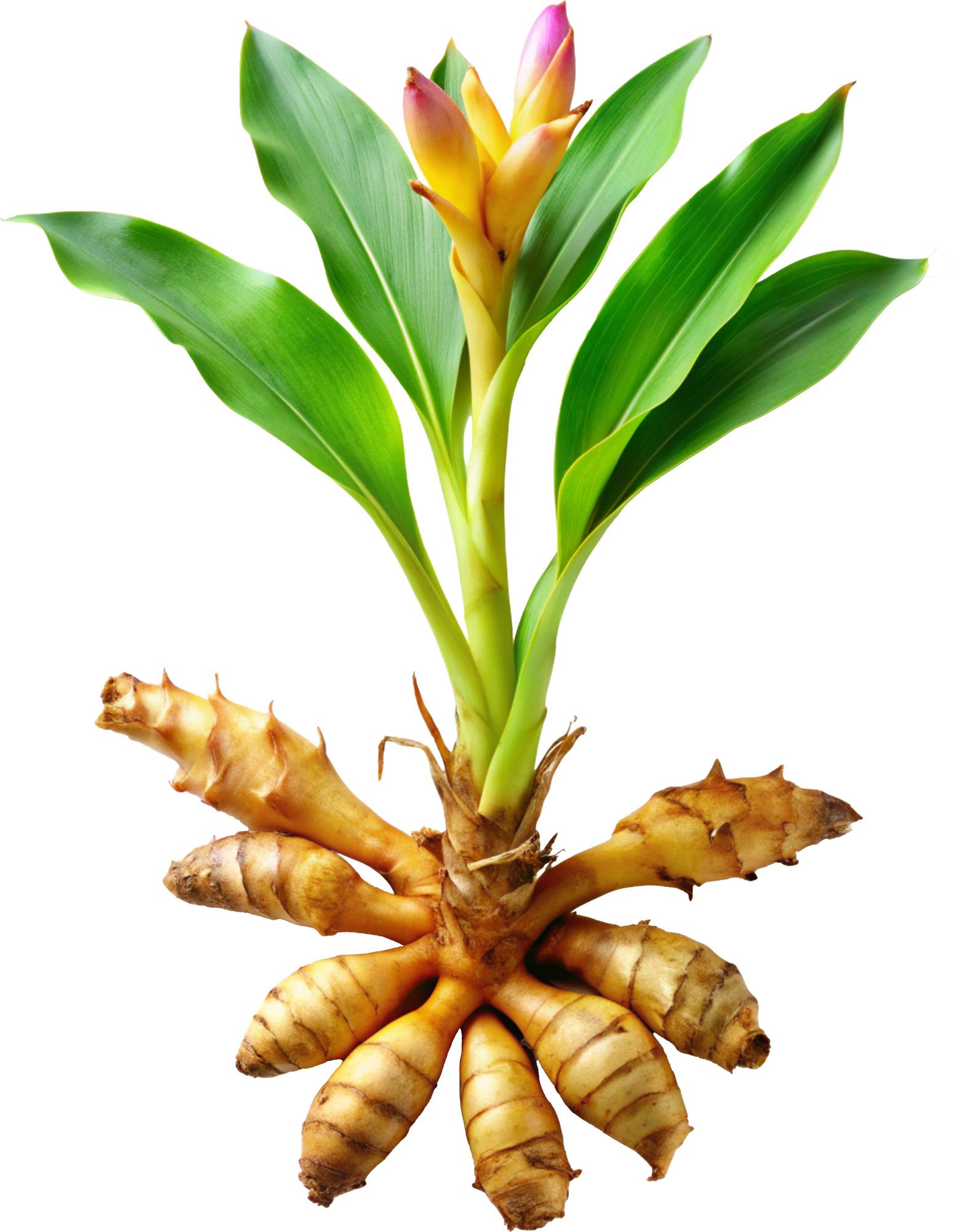 Illustration of Turmeric