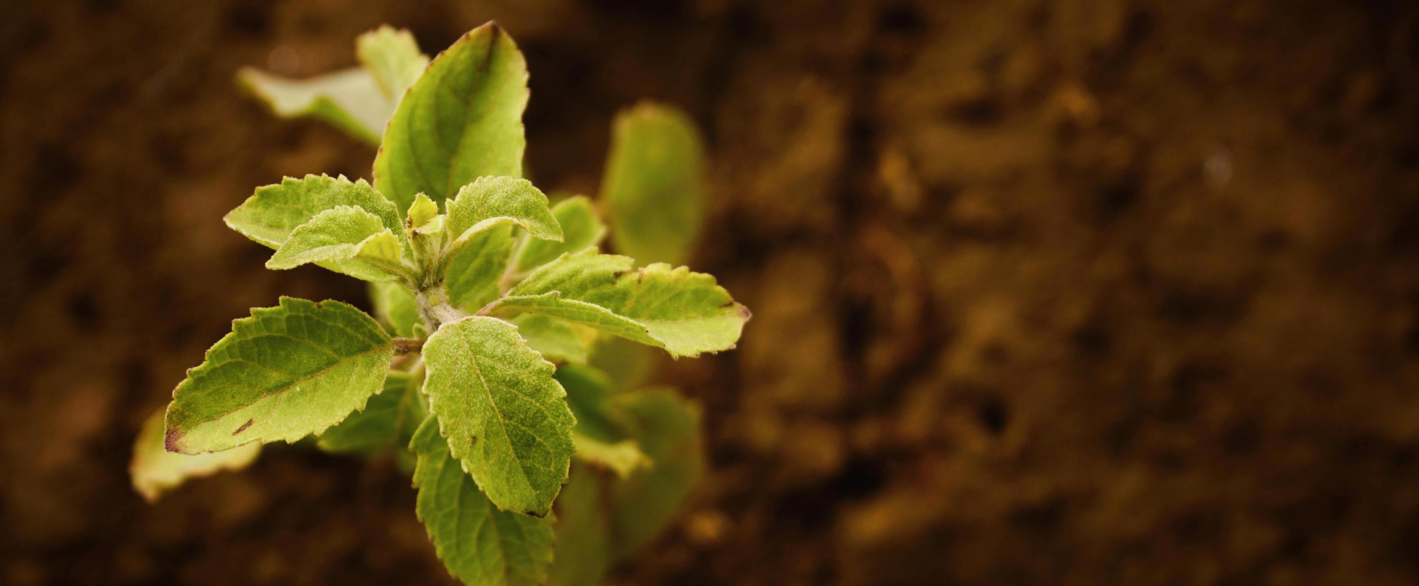 Bright green plant growing out of fresh brown dirt