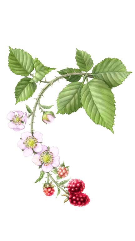 Illustration of Raspberry