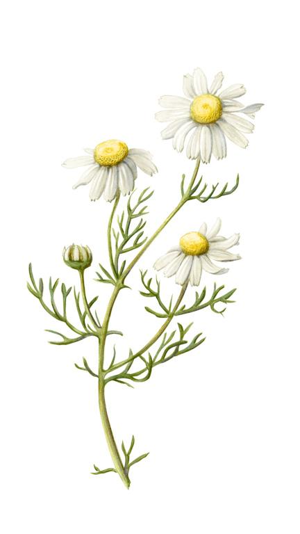 Illustration of Chamomile