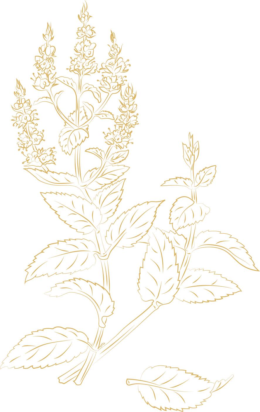 Vector Illustration of Spearmint
