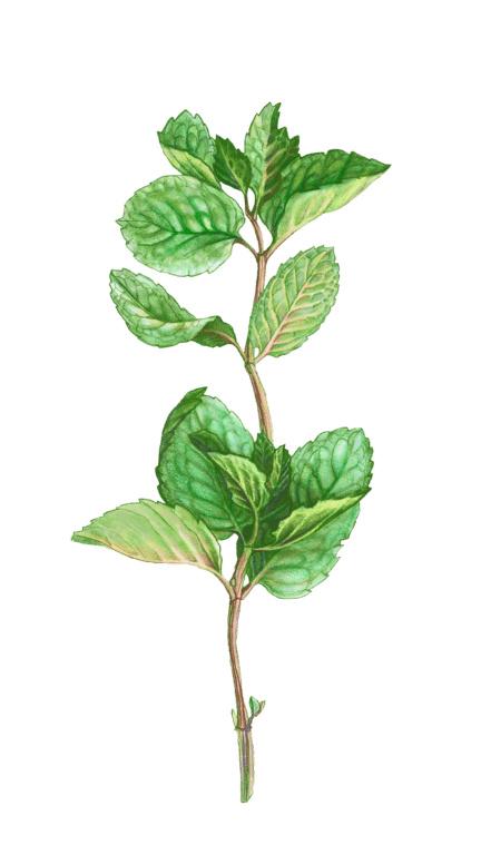 Illustration of Mint