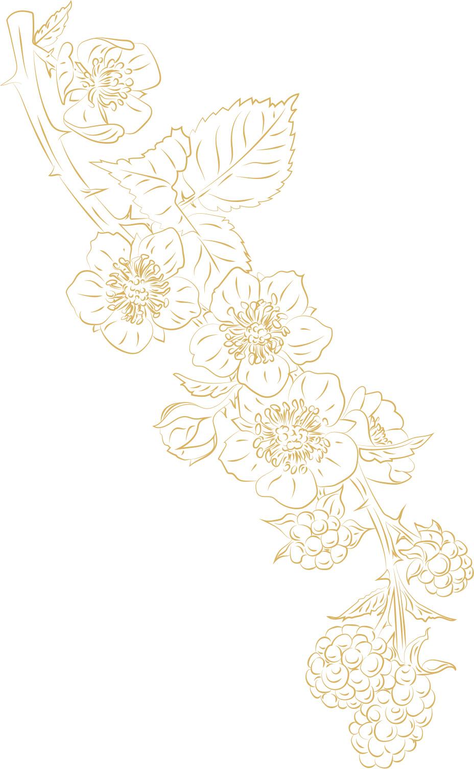 Vector Illustration of Blackberry