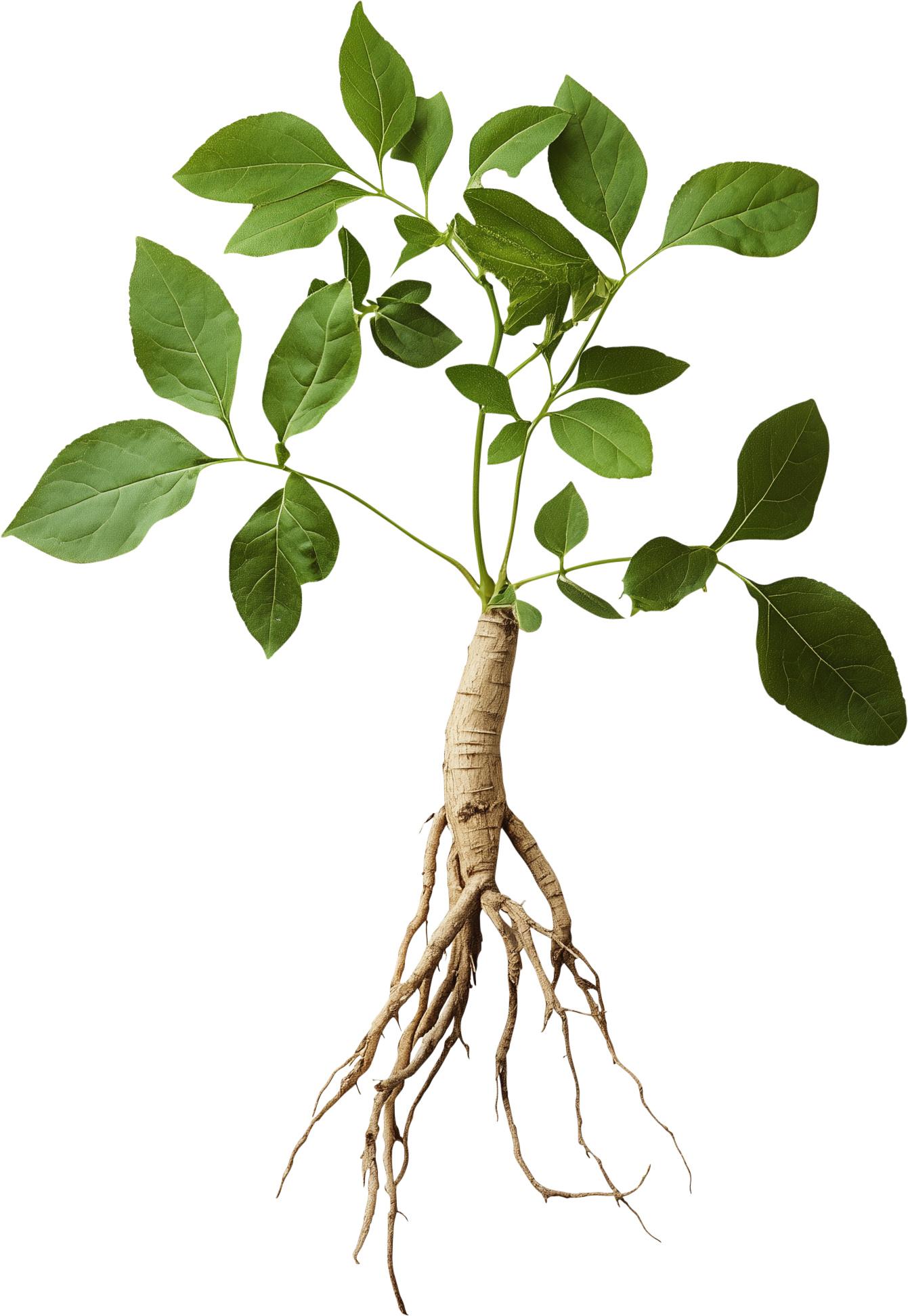 Illustration of Ashwagandha Steam