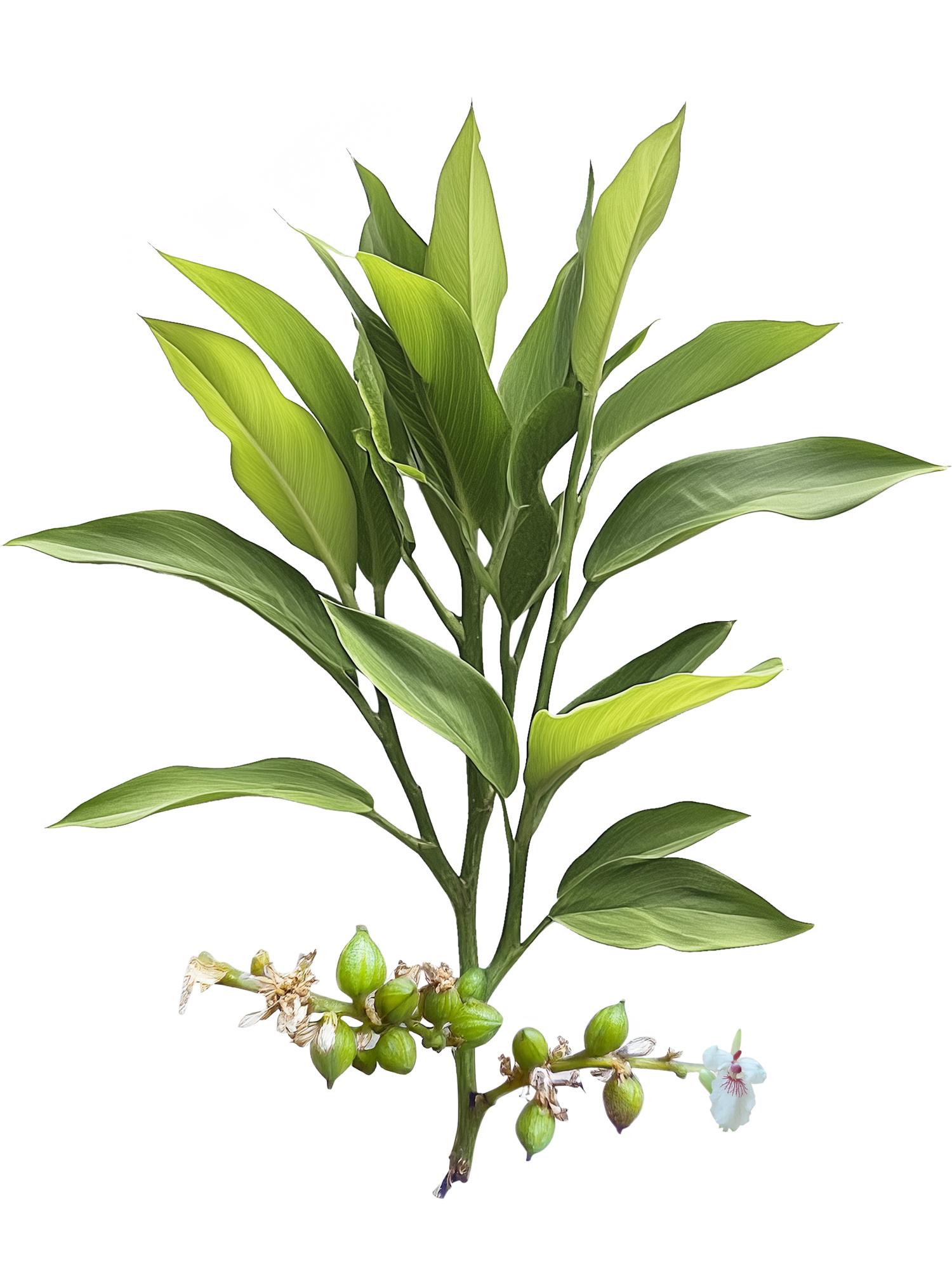 Illustration of Cardamom