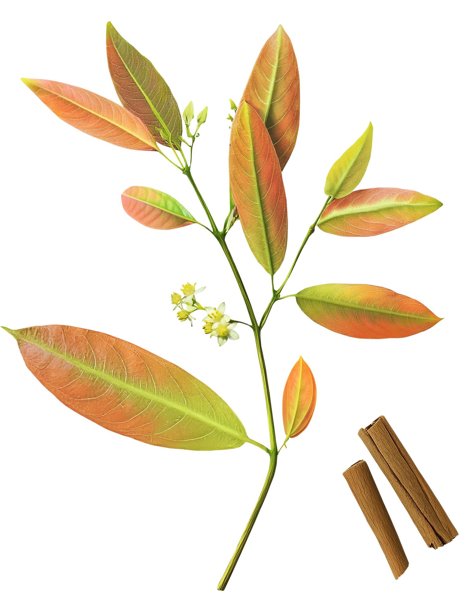 Illustration of Cinnamon