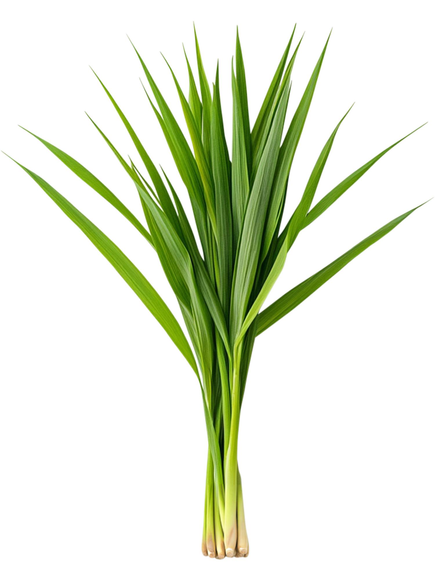 Illustration of Lemon Grass