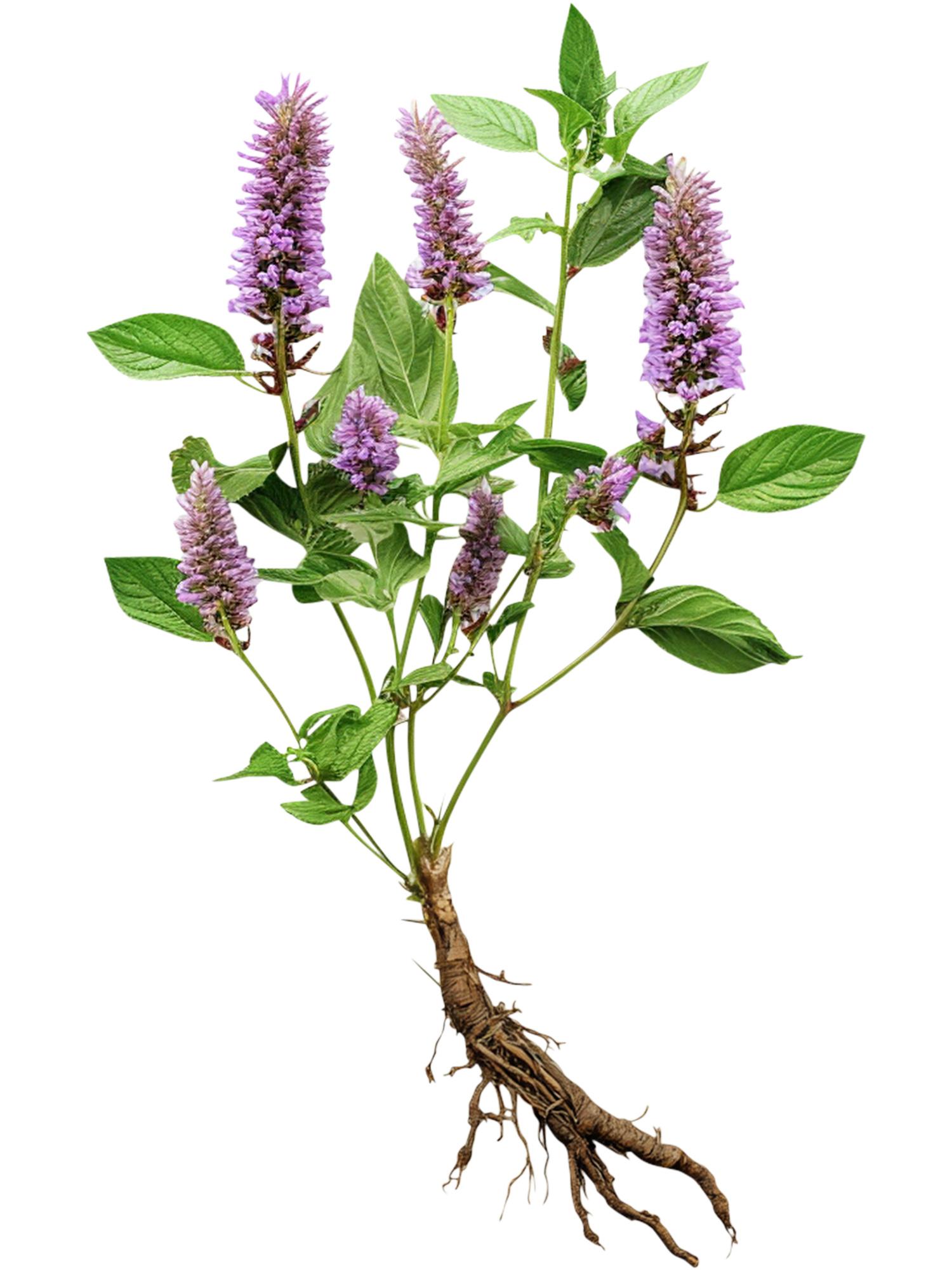 Illustration of Licorice