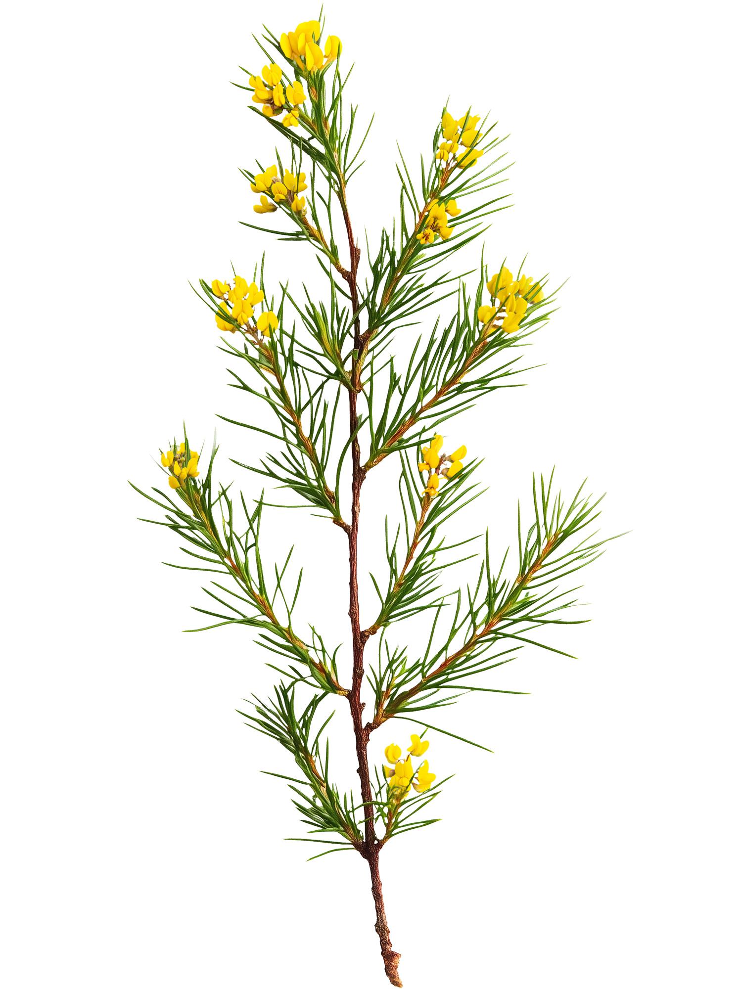 Illustration of Rooibos