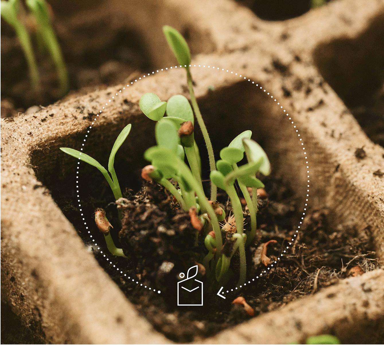 Plant growing