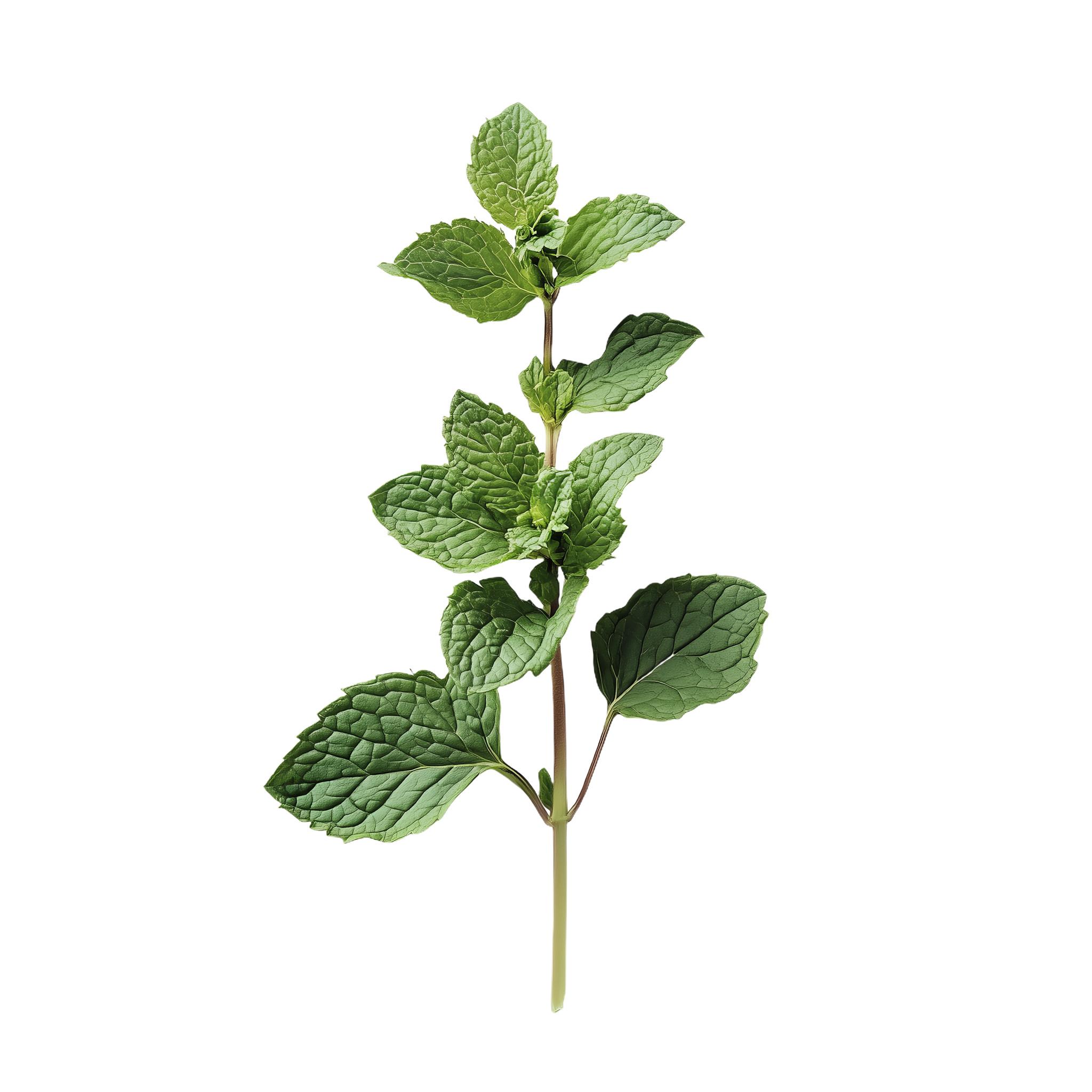 Illustration of Mint