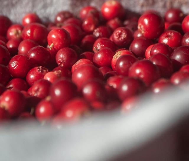 home page leaf asset