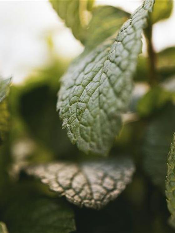 home page leaf asset