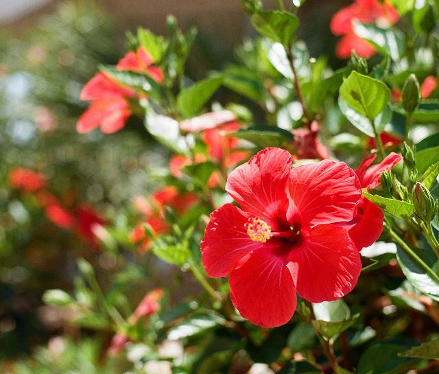 home page leaf asset