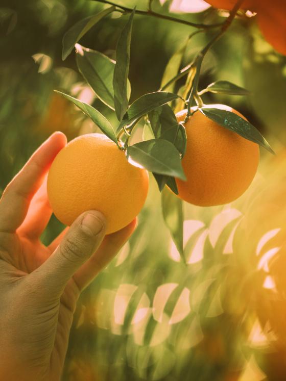 home page leaf asset