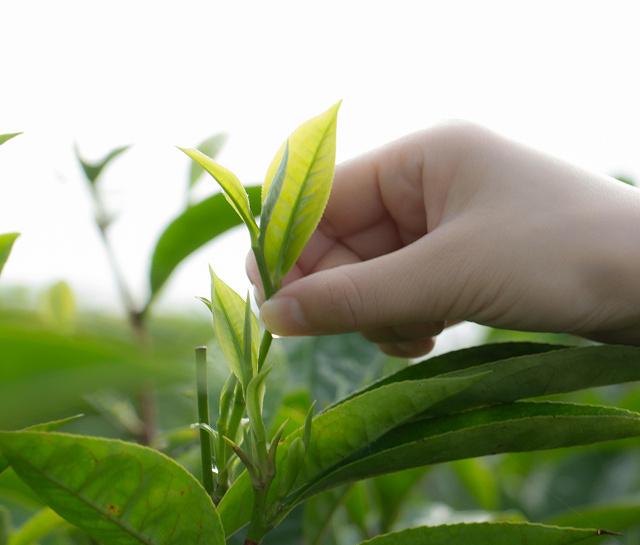 home page leaf asset