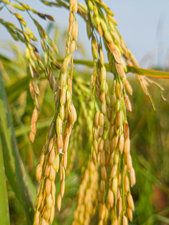 home page leaf asset