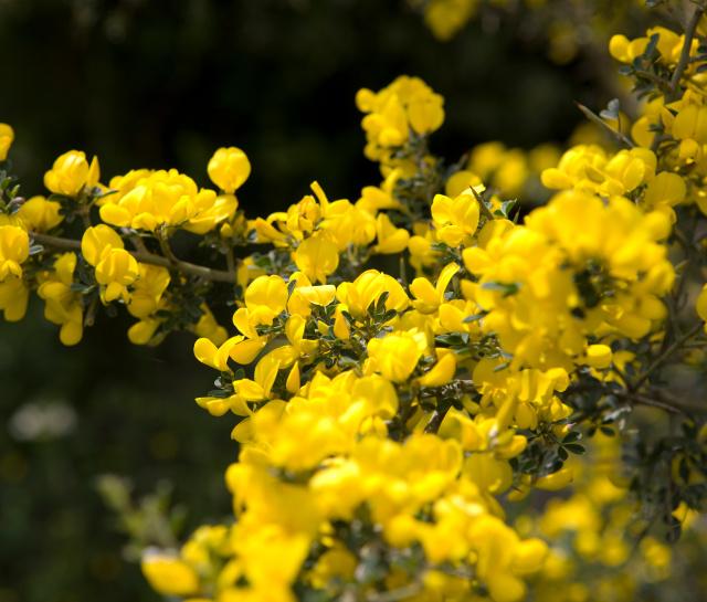 home page leaf asset