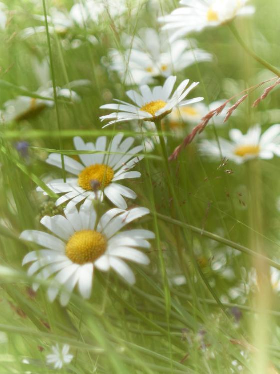 home page leaf asset