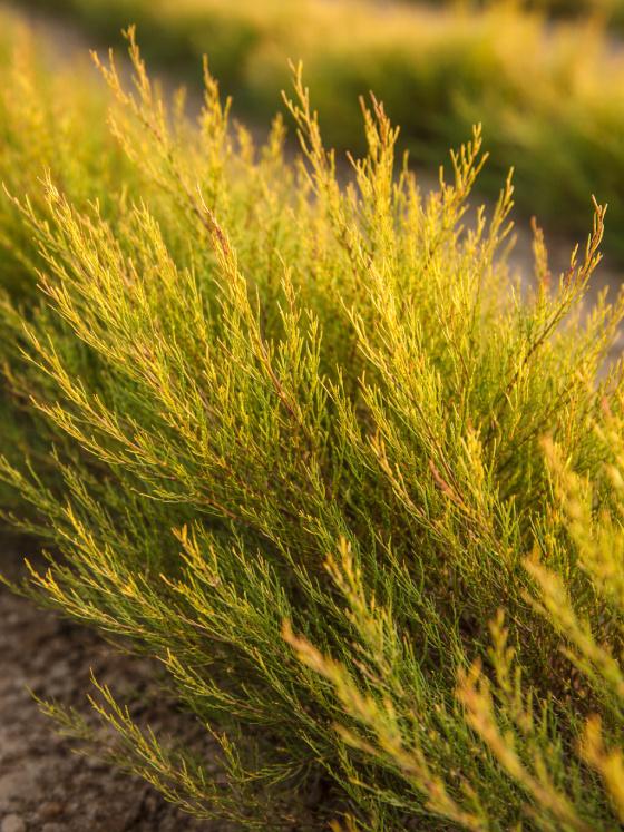 home page leaf asset