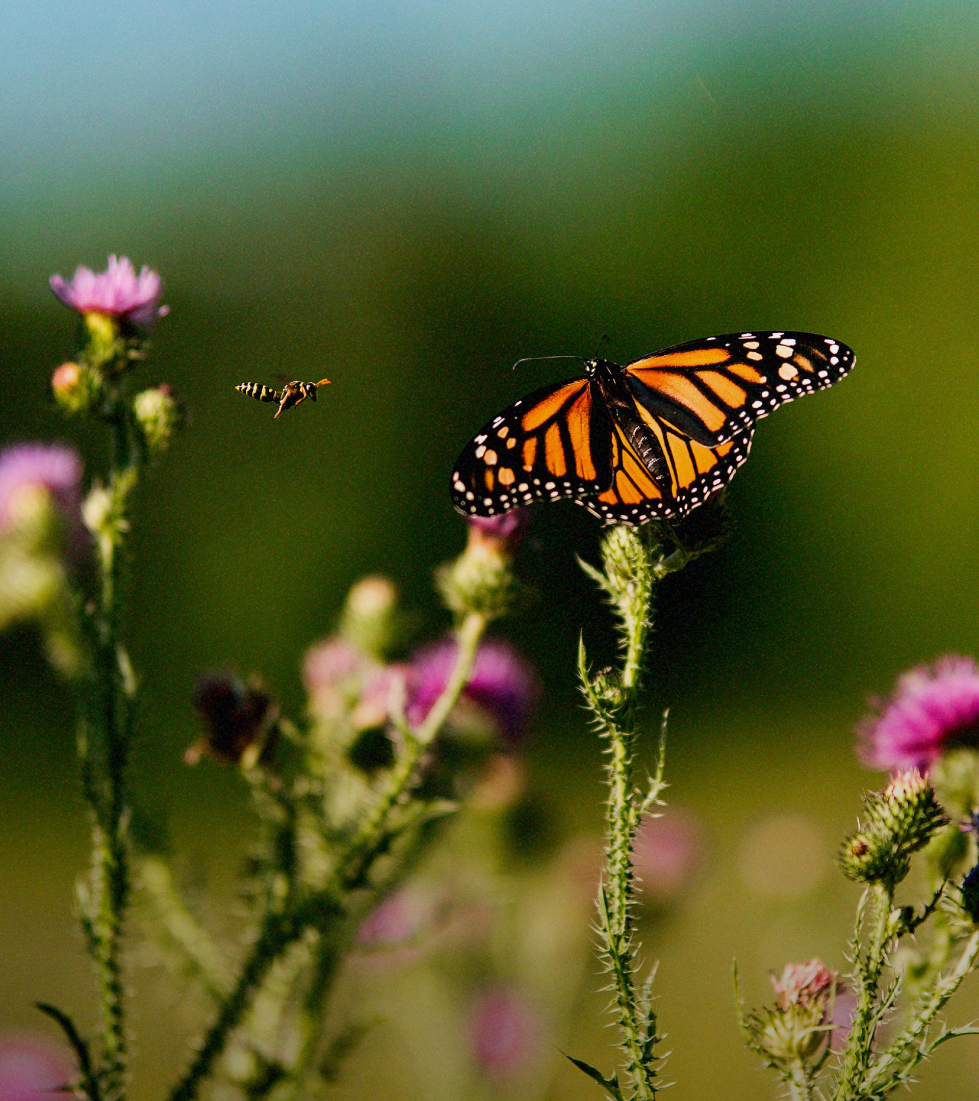 Monarch butterfly on pink thistle flowers with a bee flying nearby