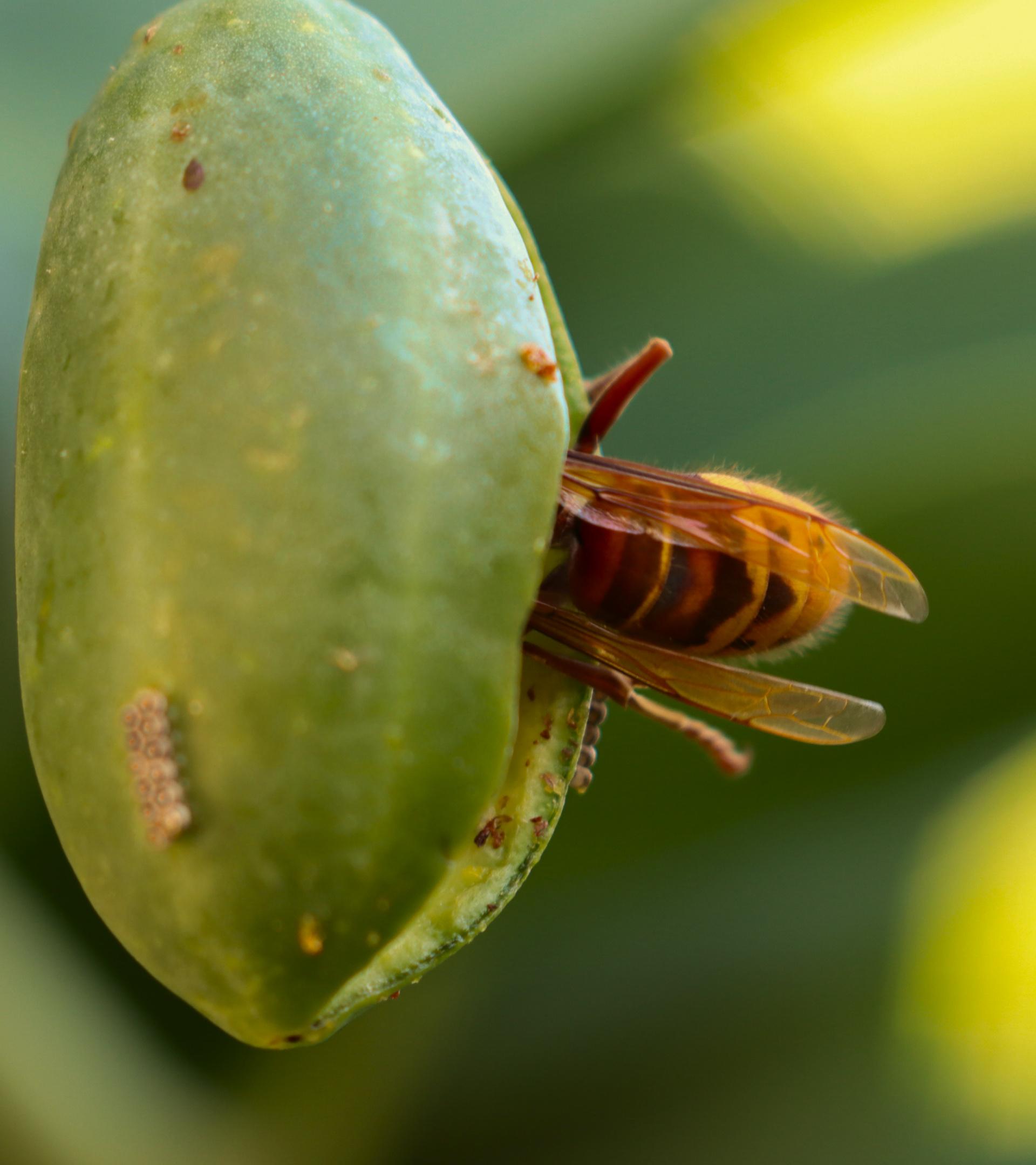 Close-up van een bij die op een groene kardemompeul rust