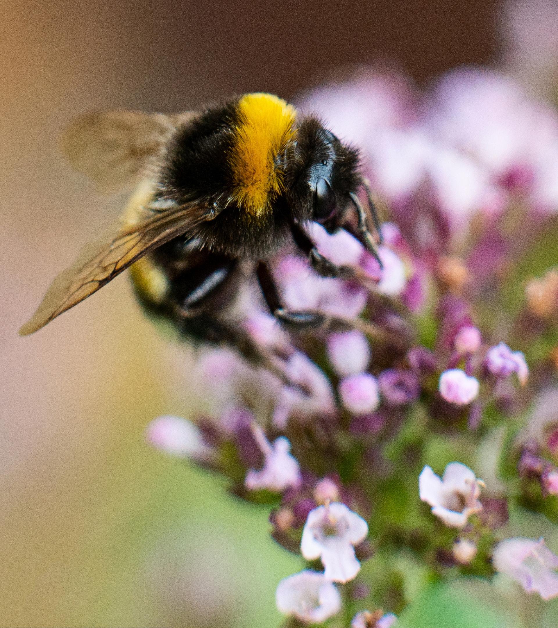 Bumblebee resting on cluster of pink peppermint flowers