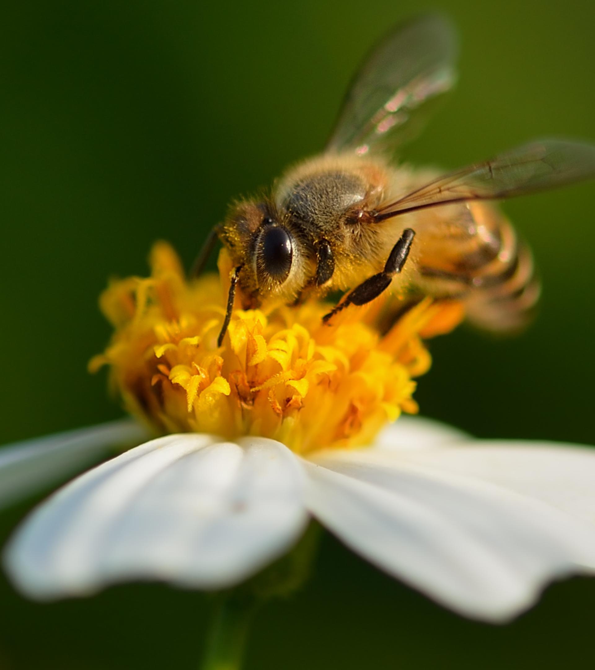 Honeybee on a white chamomile flower with yellow center