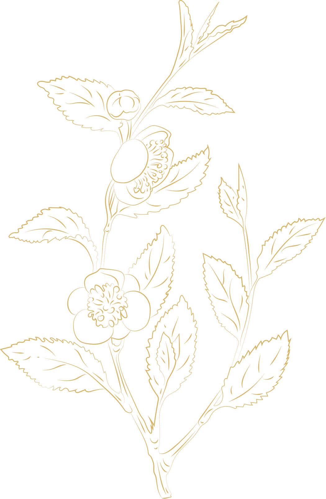 Vector Illustration of Green Tea