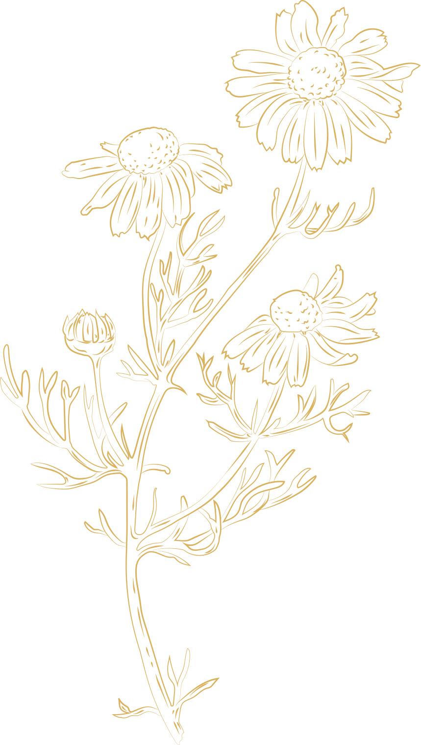 Vector Illustration of Chamomile