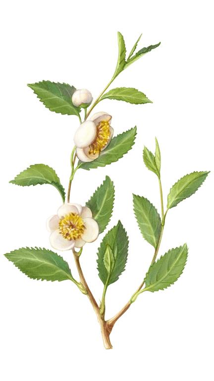 Illustration of Green Tea