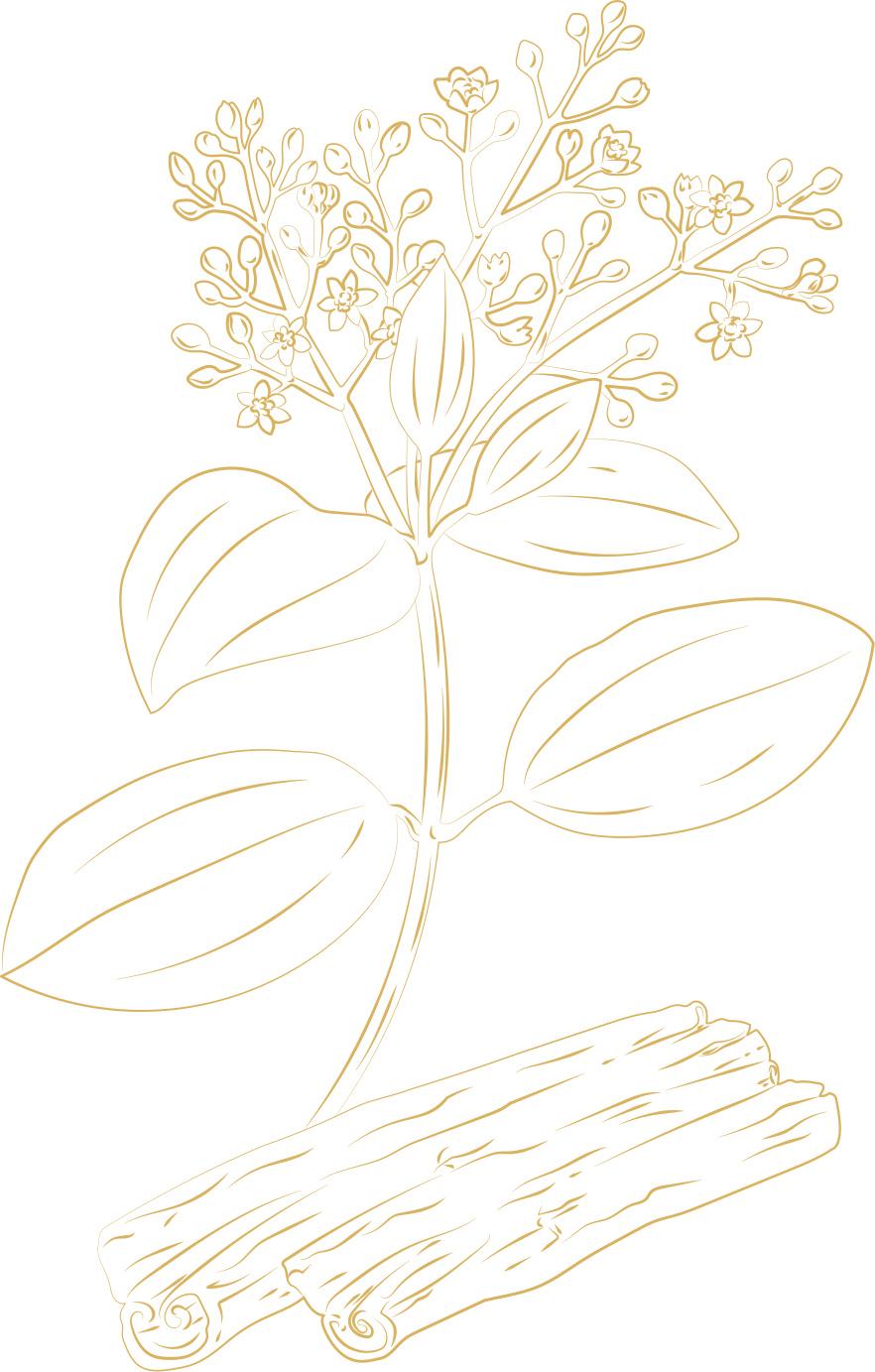 Vector Illustration of Cinnamon