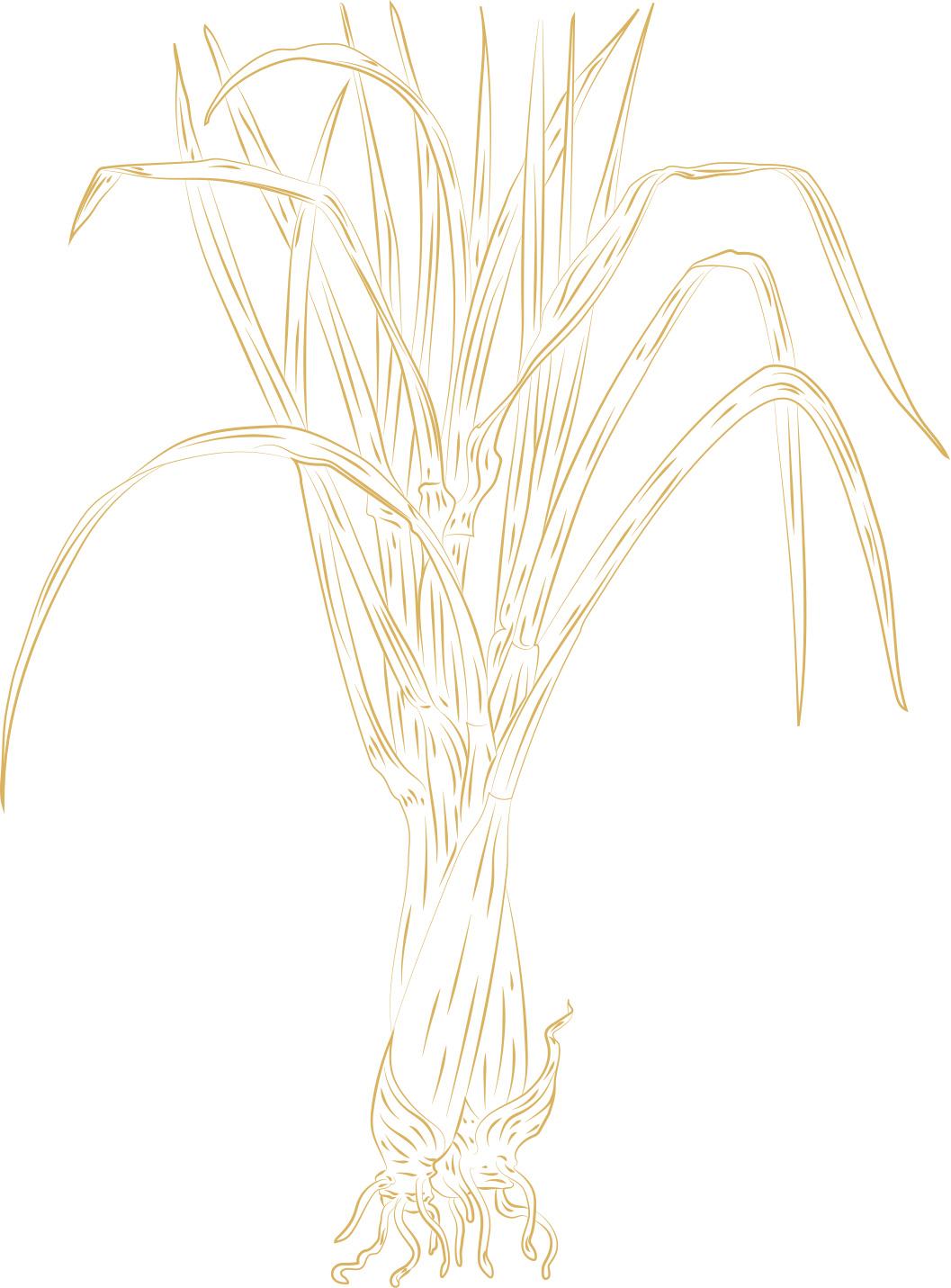 Vector Illustration of Lemon Grass