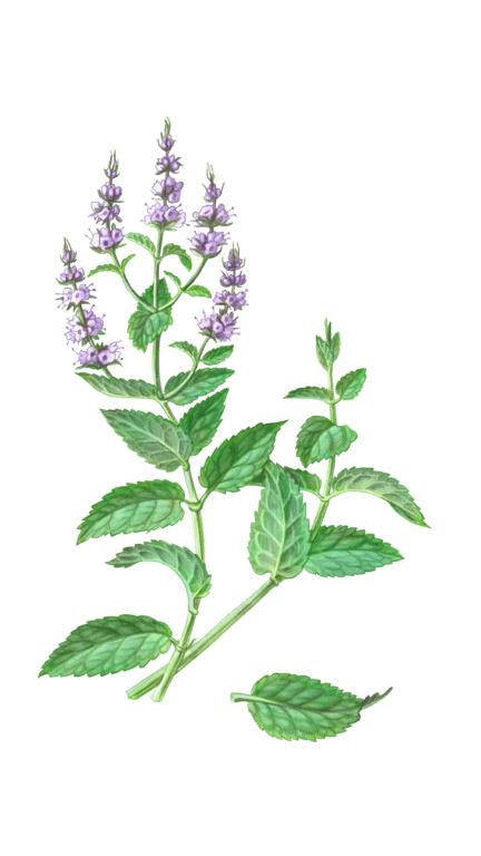 Illustration of Spearmint