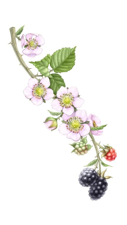 Illustration of Blackberry