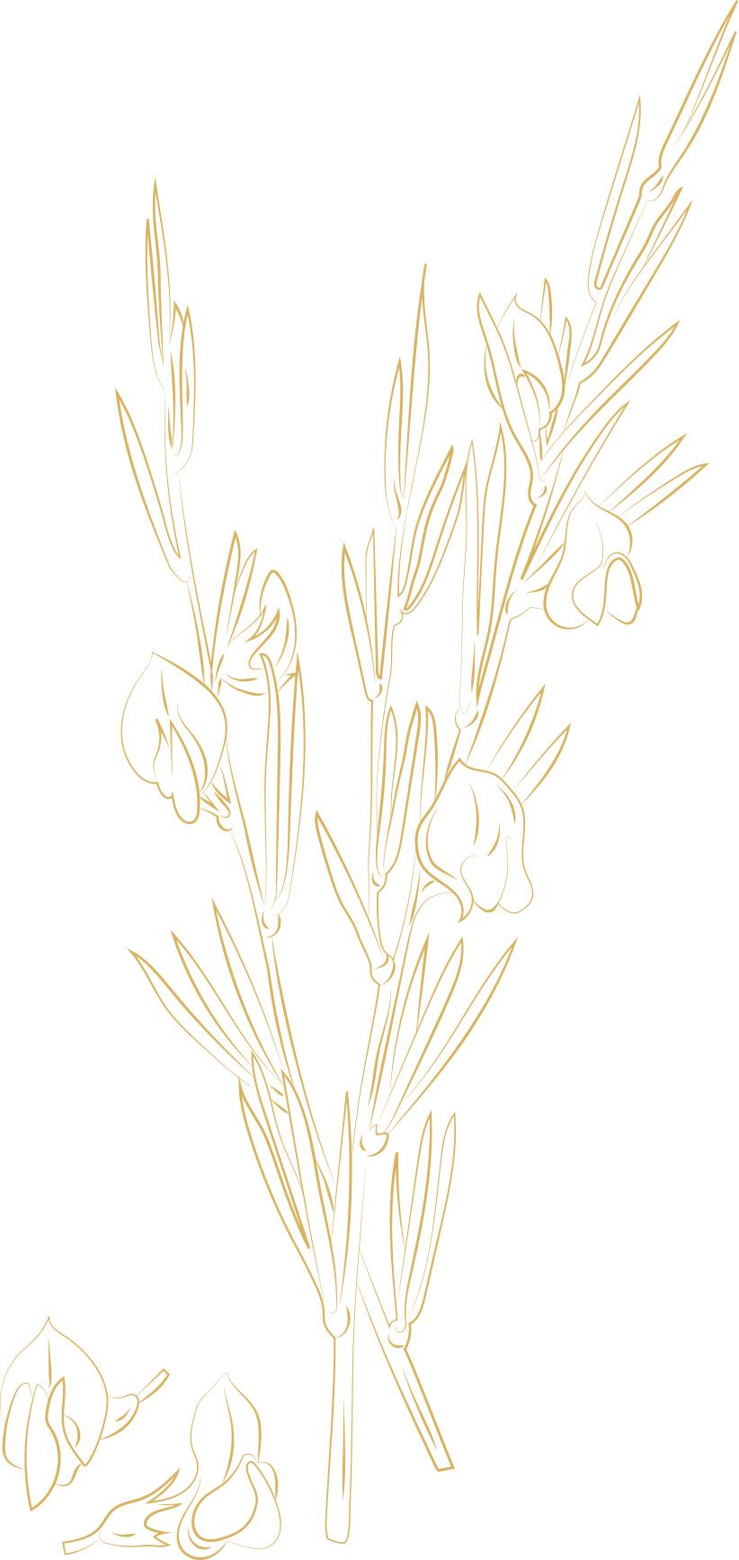 Vector Illustration of Rooibos
