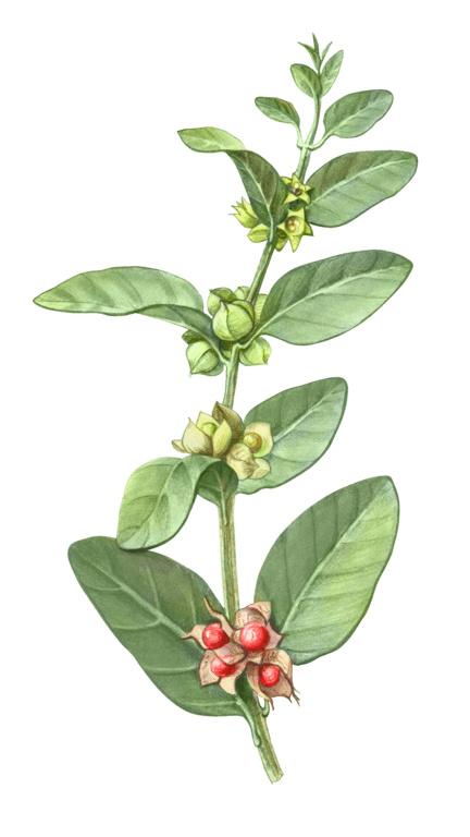 Illustration of Ashwagandha Steam