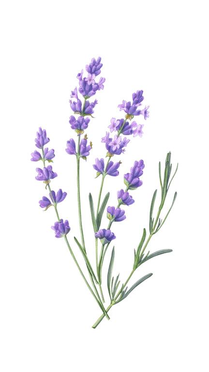 Illustration of Lavender