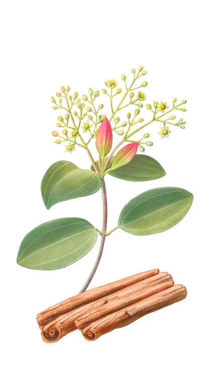 Illustration of Cinnamon