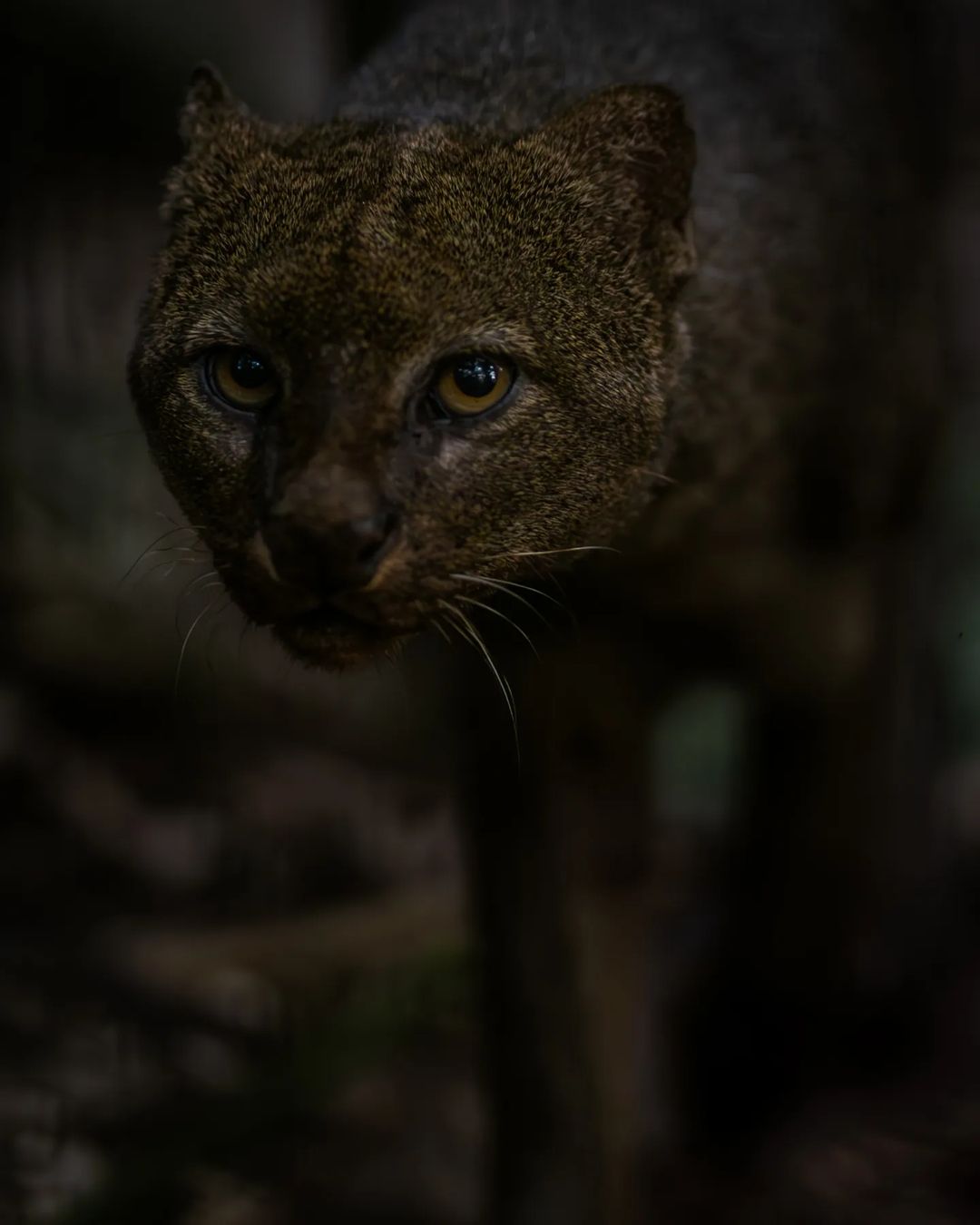 Belize Zoo in San Ignacio Belize