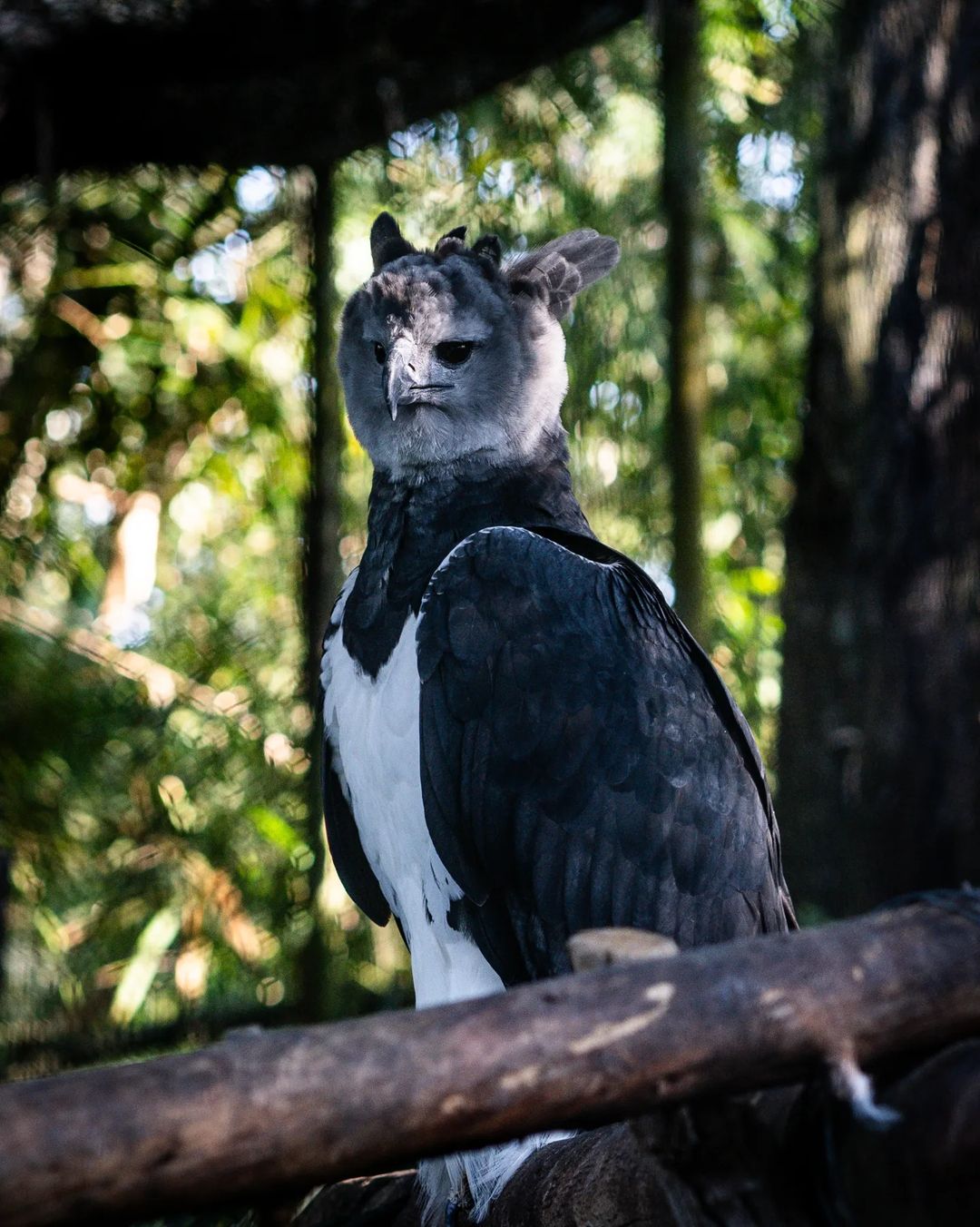 Belize Zoo in San Ignacio Belize